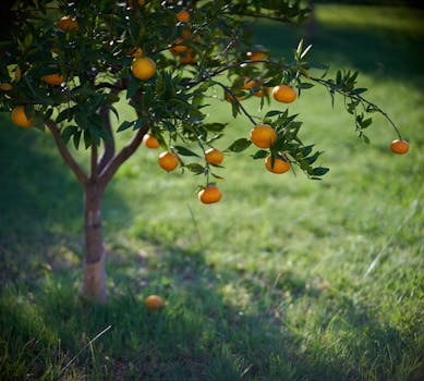 Pěstujte Citrusy: Průvodce pro České Zahradníky (do 90 znaků)